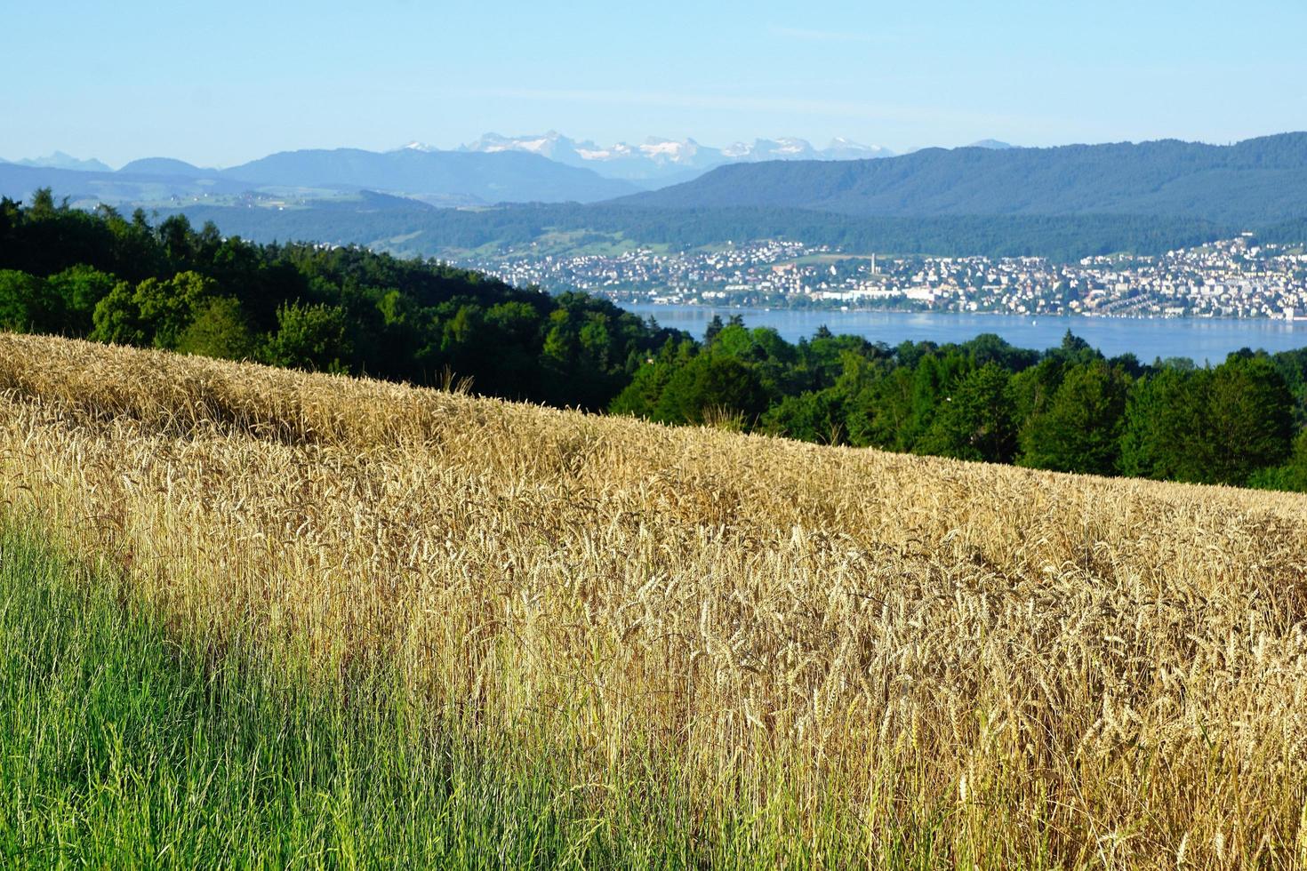 paisaje en zollikon en verano foto