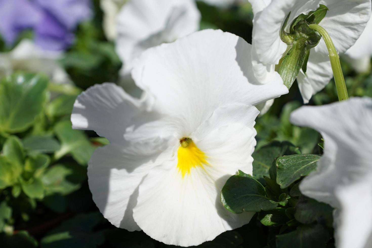 flor blanca en el parque foto