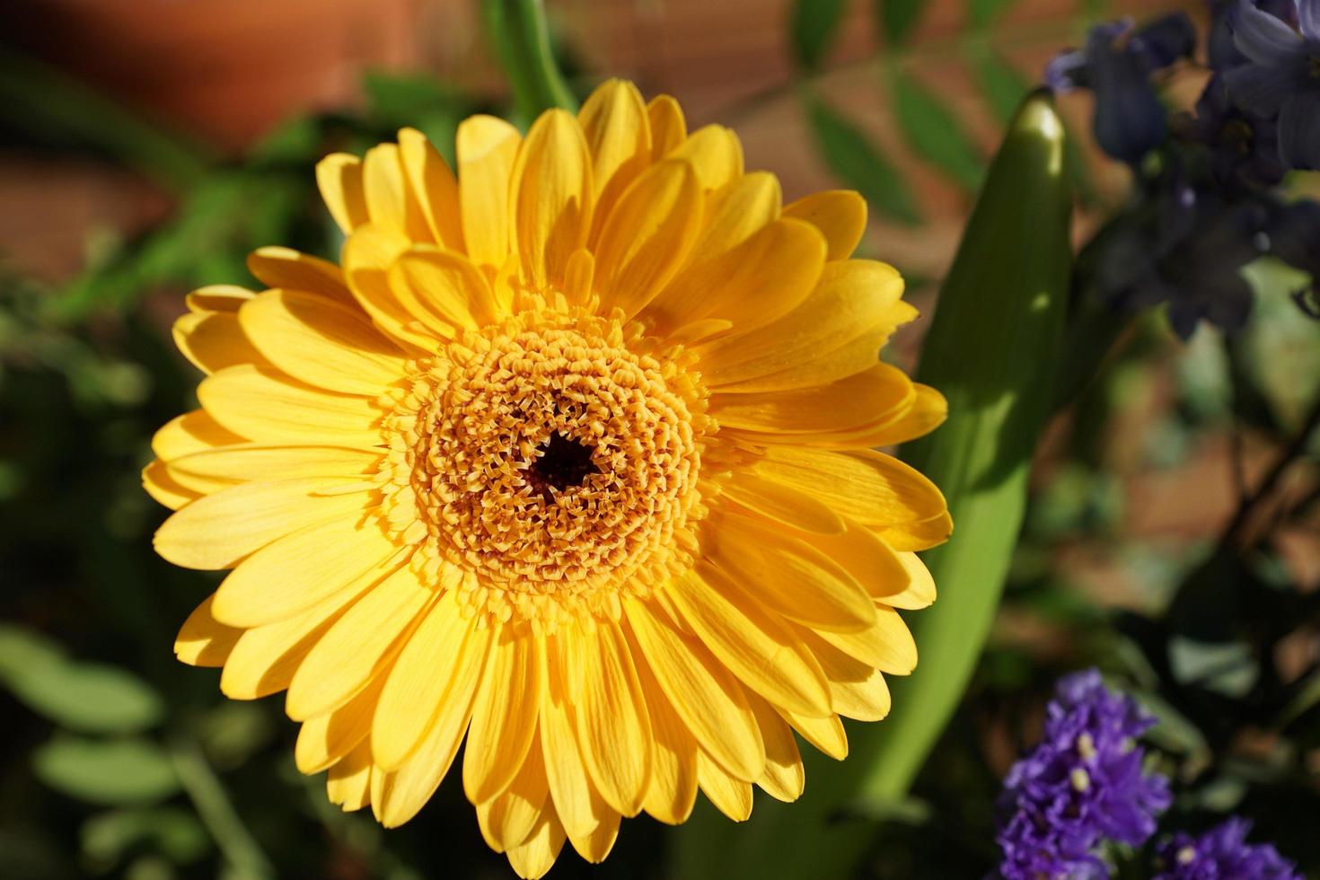 gerbera amarilla en el jardín foto