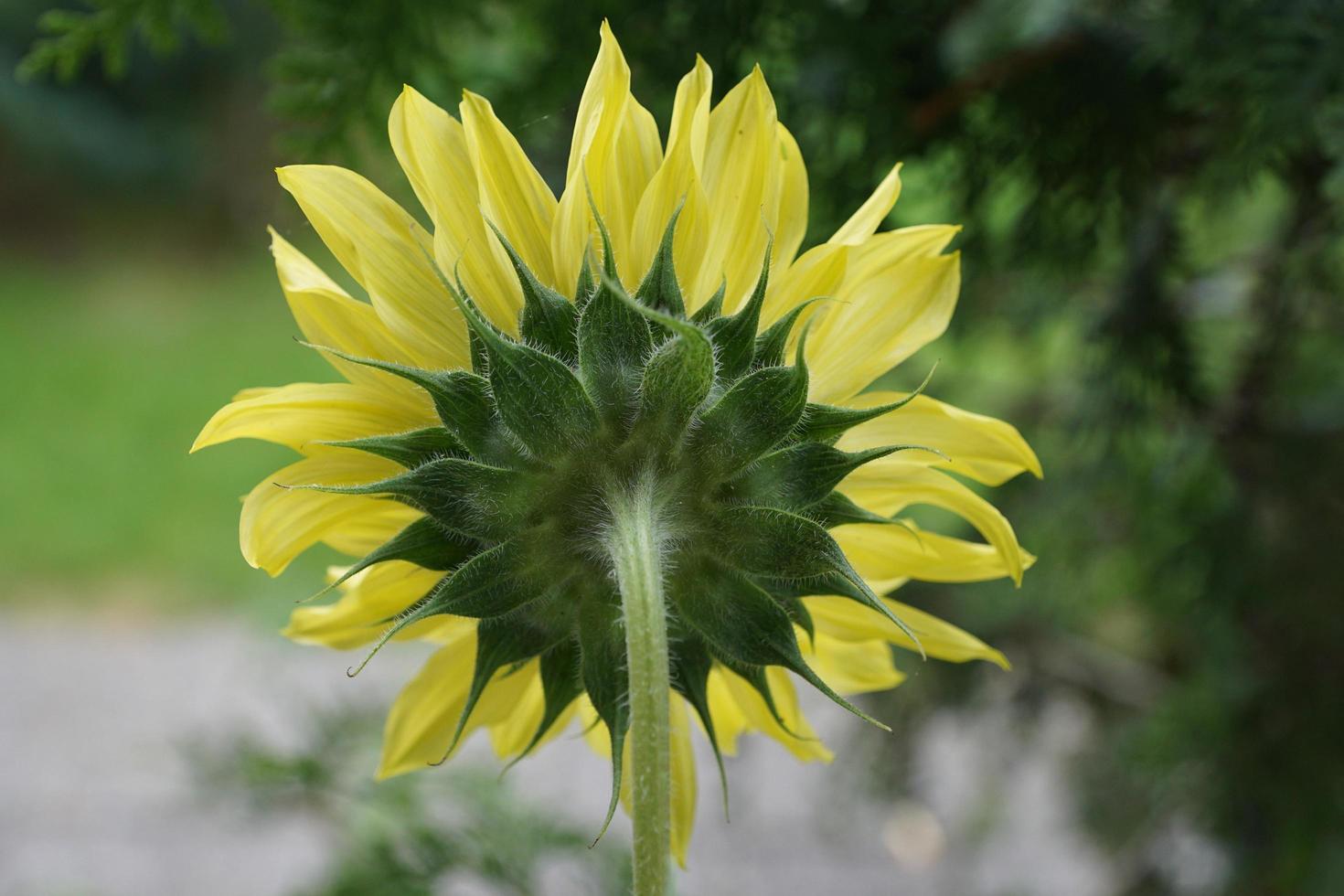 Sunflower in the summer photo