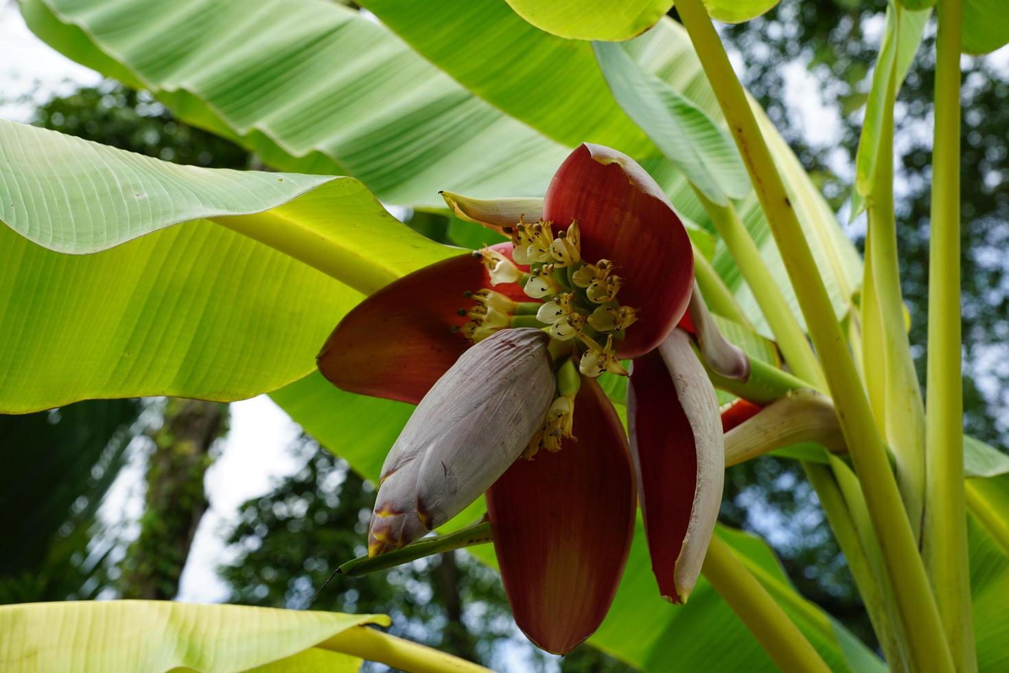 Bananas tree in the park photo