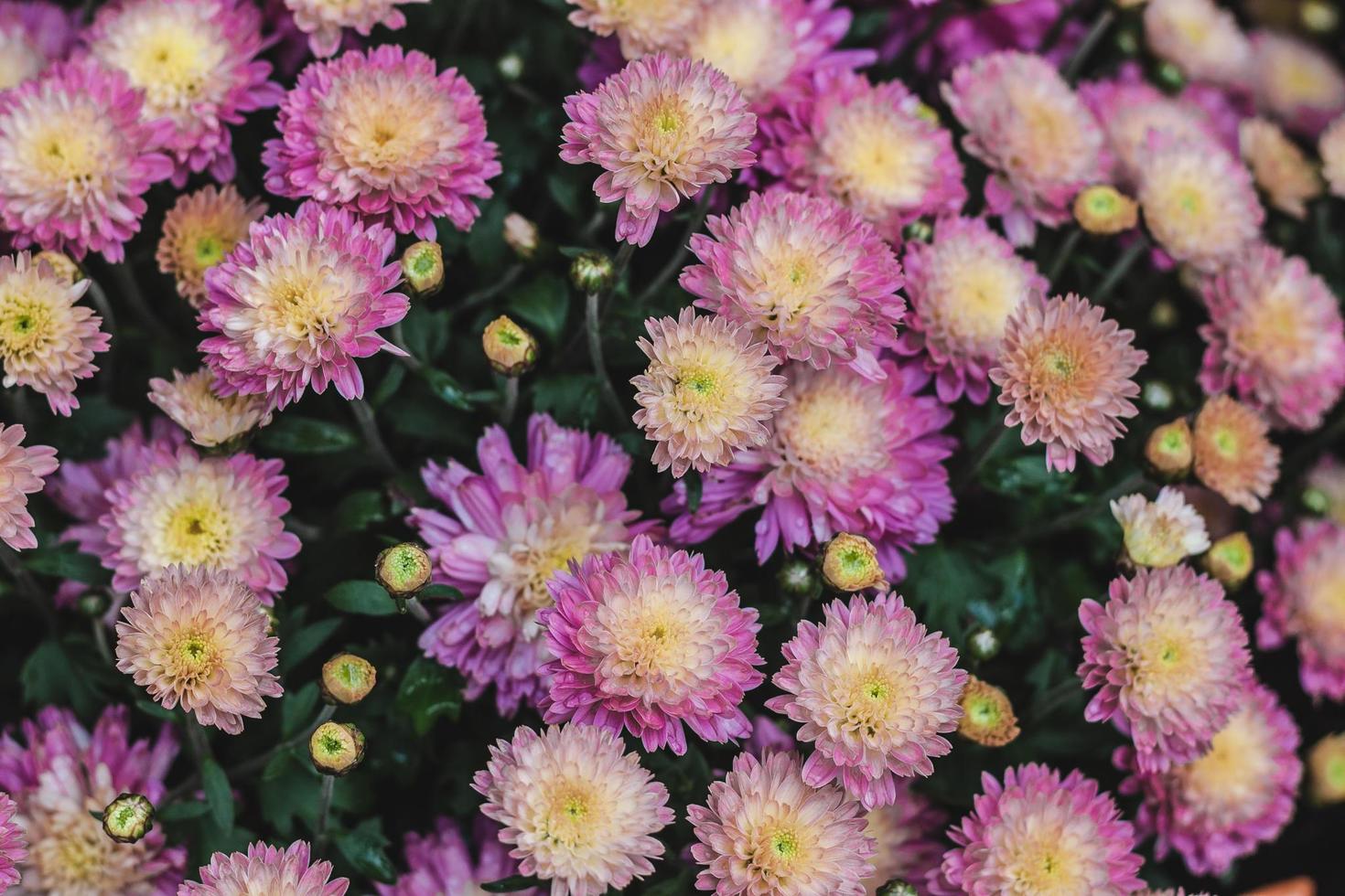 Pink dahlia bush photo