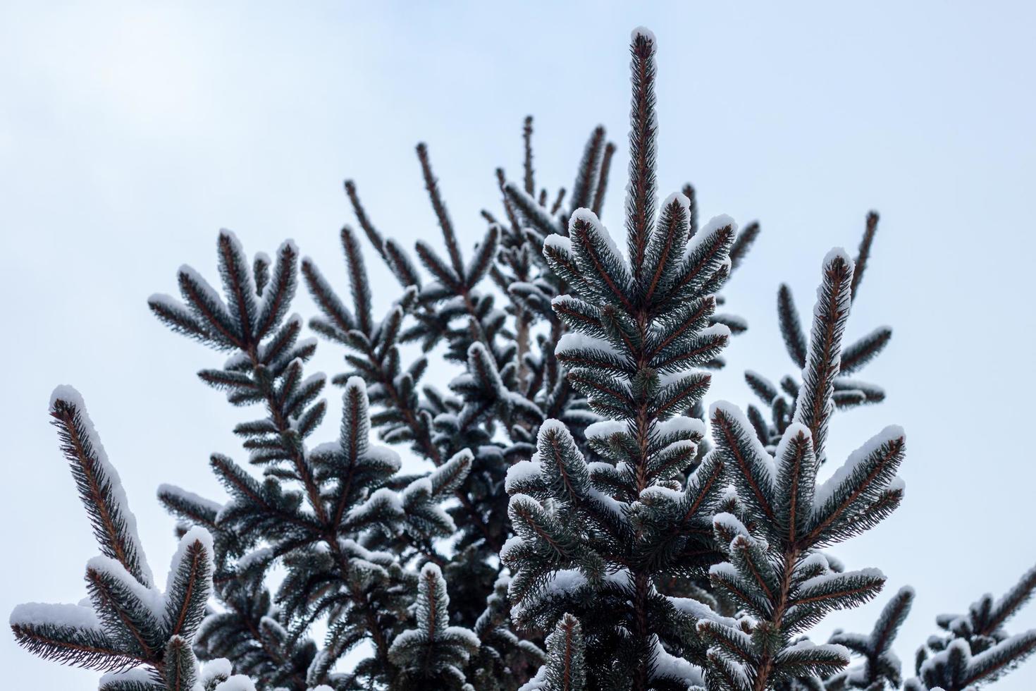 nieve en vandalia foto