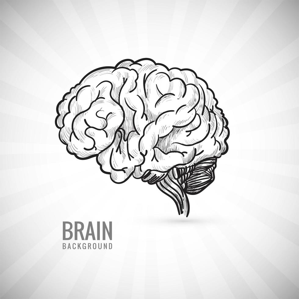 Hand draw human brain sketch  vector