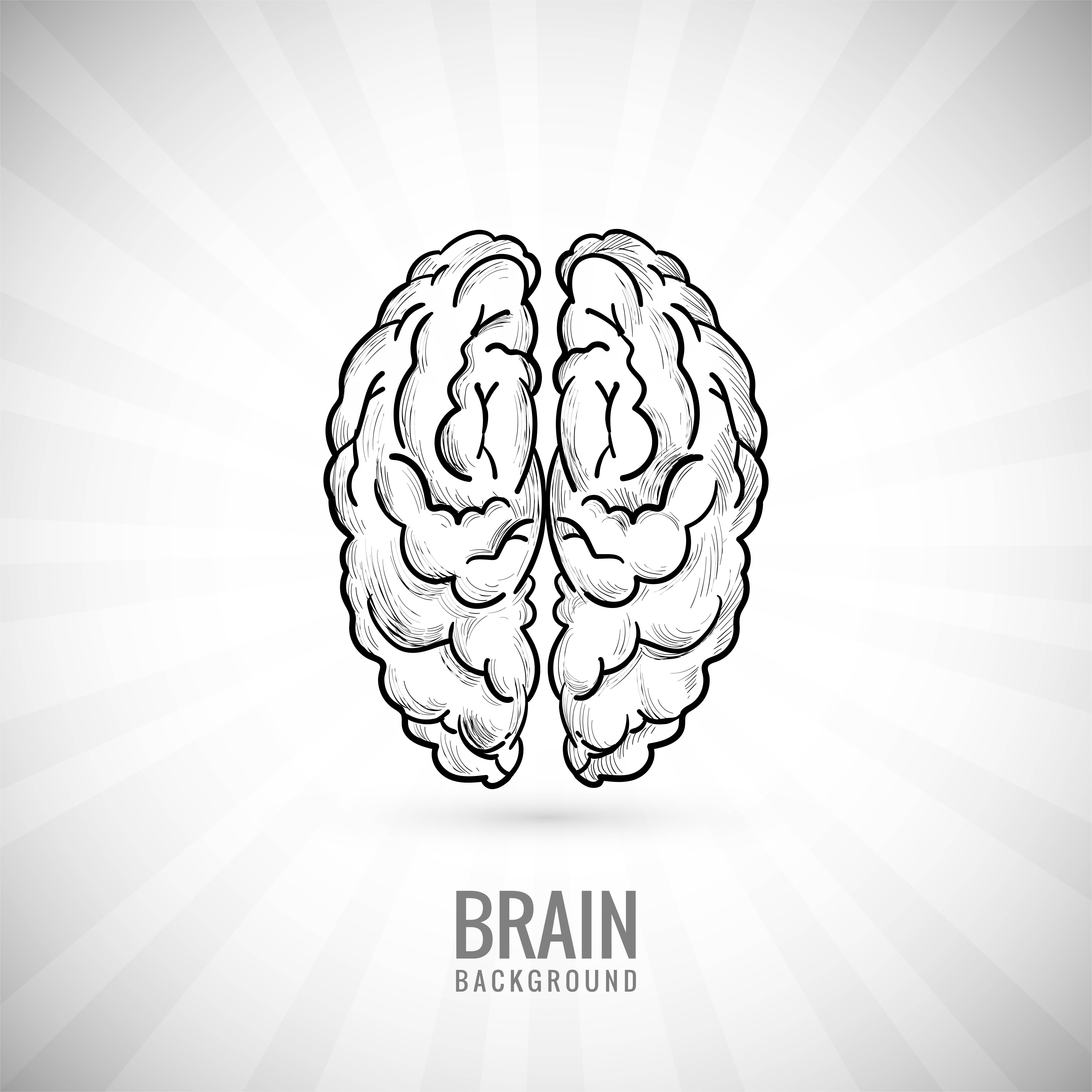 Hand Draw Brain Sketch Background Download Free Vectors Clipart Graphics Vector Art