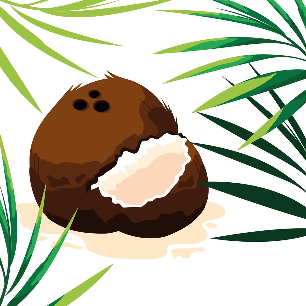 Fresh coconut fruit design  vector
