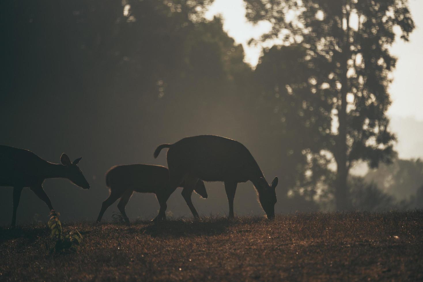 Deer in their natural setting photo