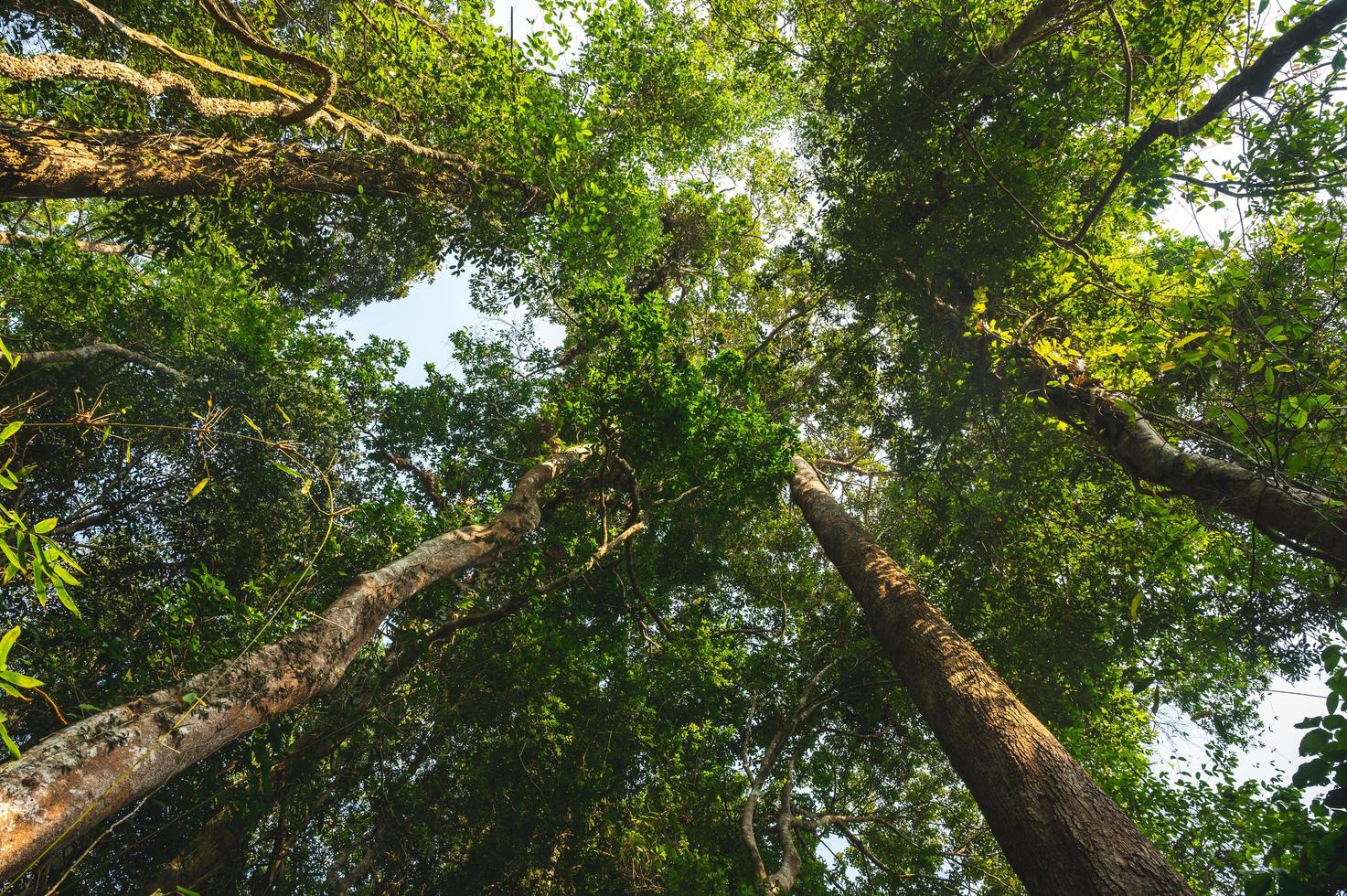 Fondo de bosque tropical, escena natural con dosel de árboles en la naturaleza foto