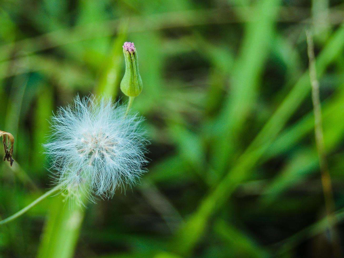 flor de hierba de diente de león foto