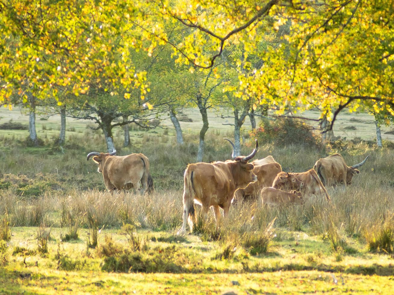 Cows in rural countryside photo