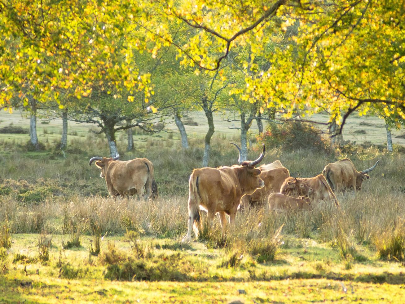 vacas en campo rural foto