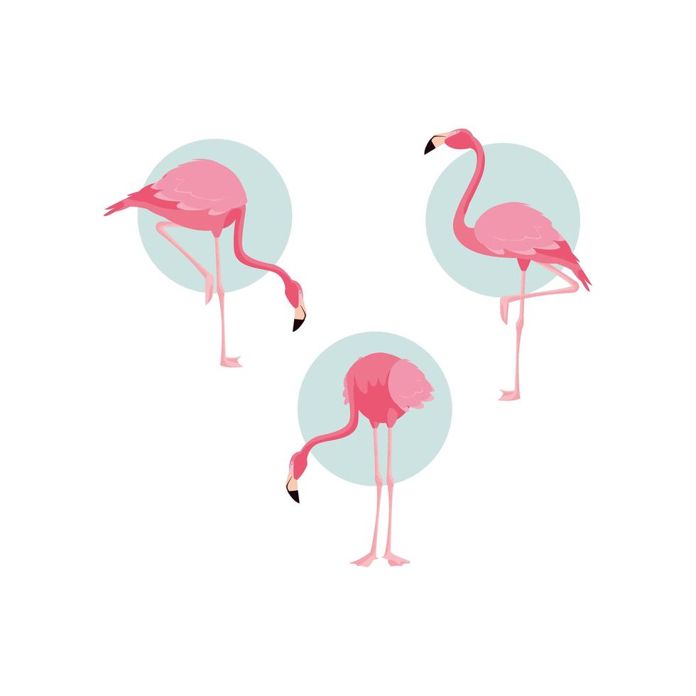 hermosos flamencos pájaros bandada de pie vector