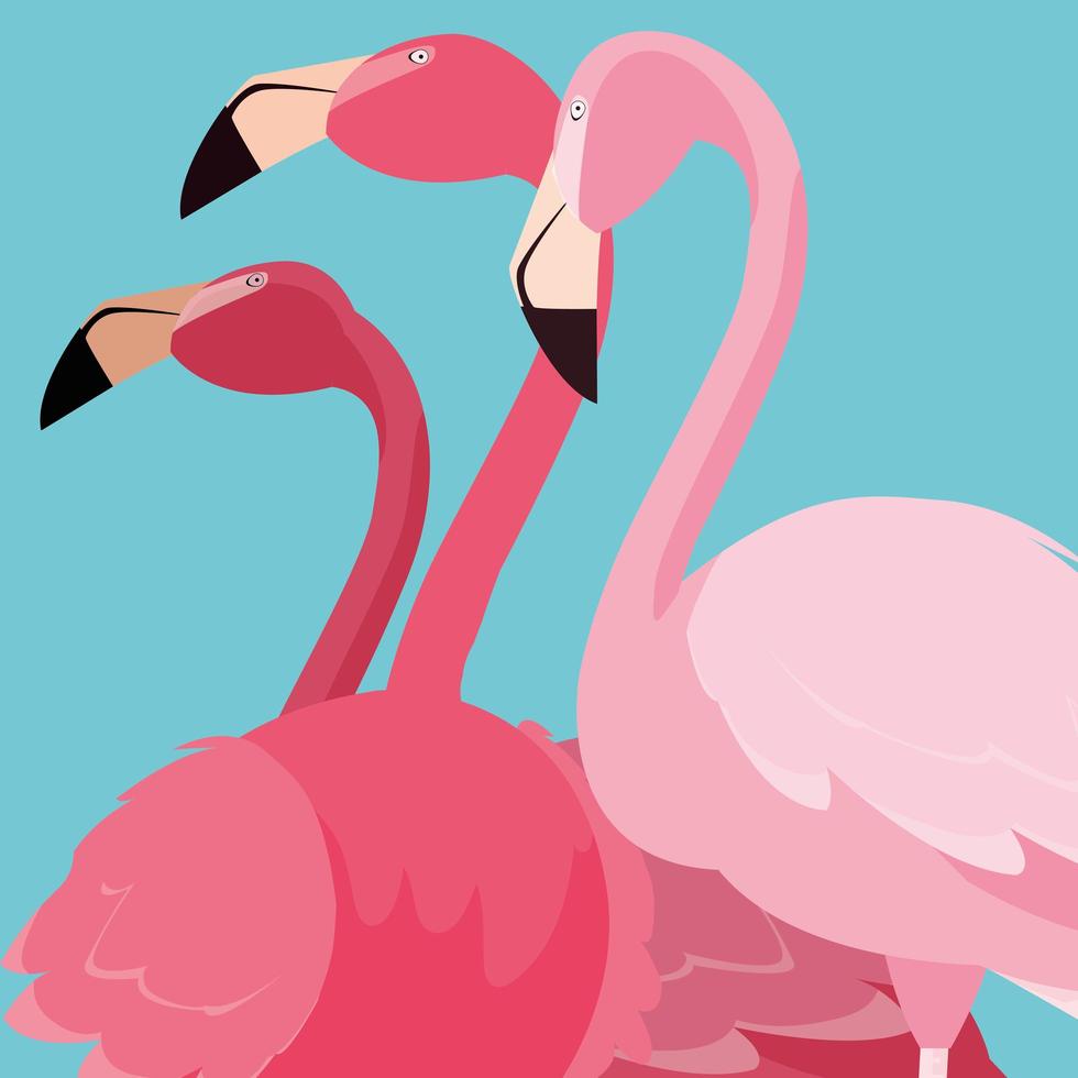 Beautiful flamingos birds flock standing vector