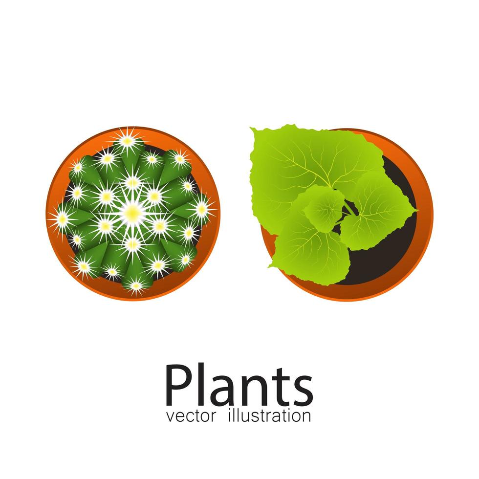 vista superior de plantas en macetas vector