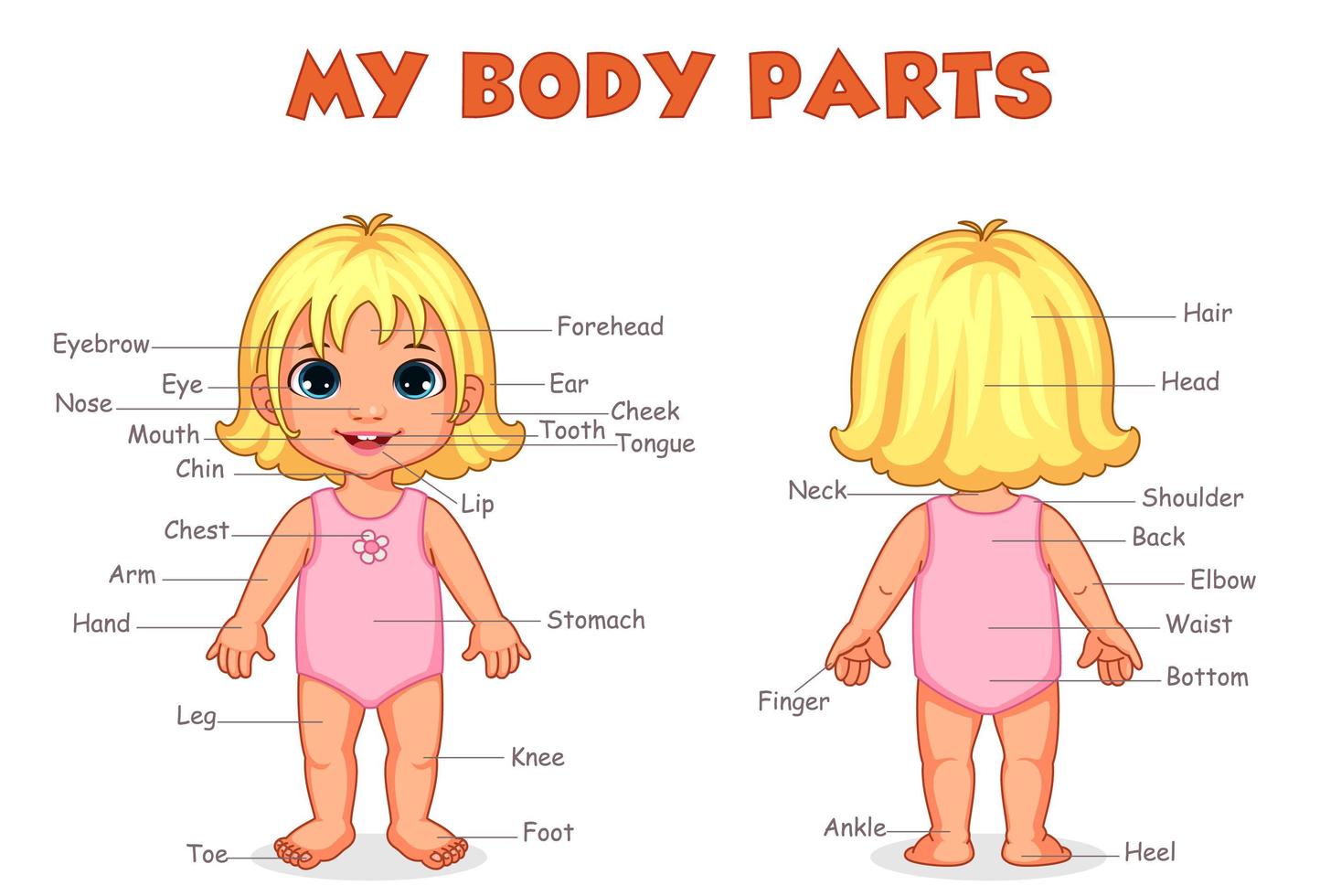 Body parts of girl for kids learning vector