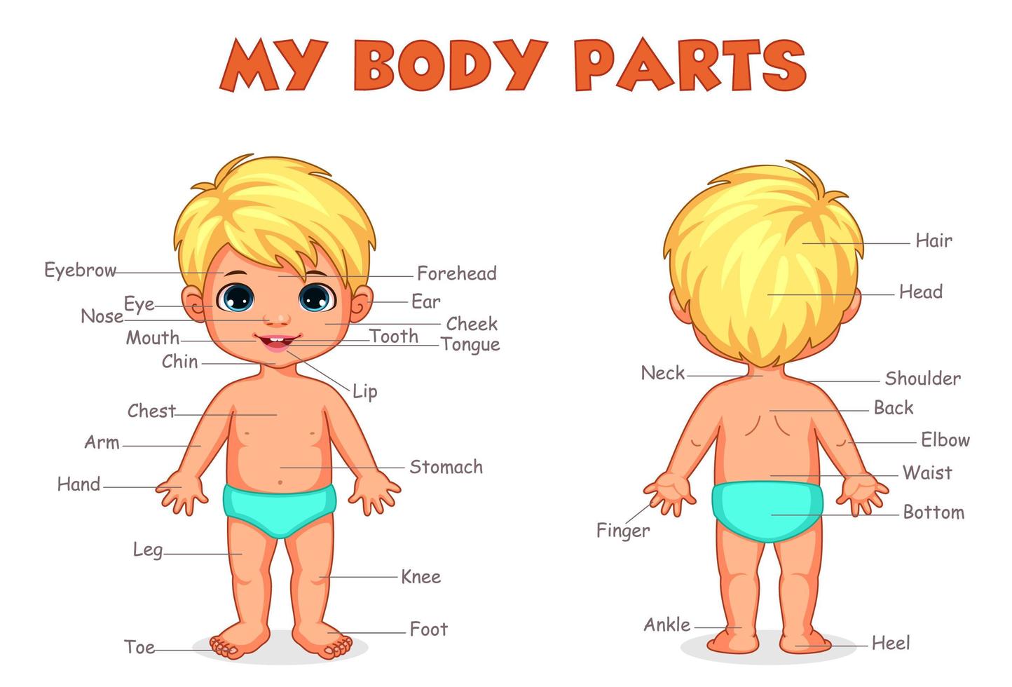 Body parts of boy for kids learning vector