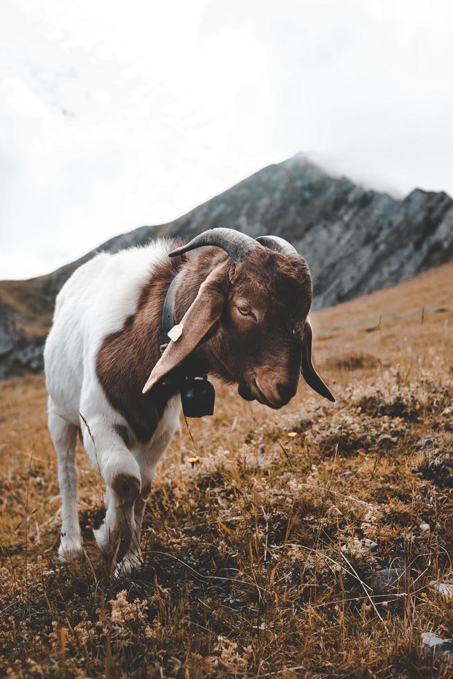 Shallow focus photography of goat on hill photo