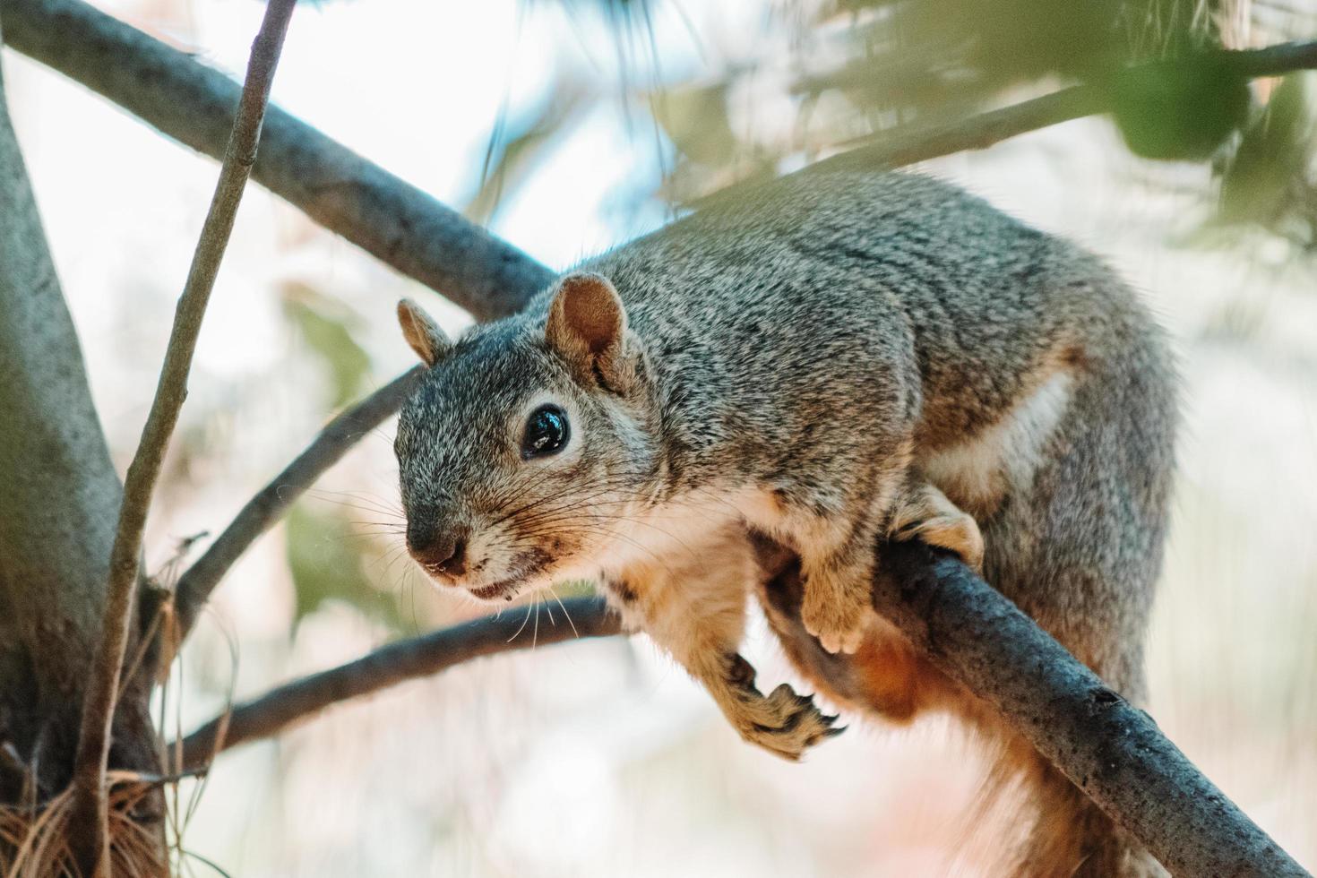 Squirrel hanging on branch photo