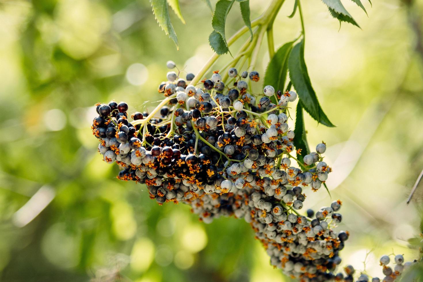 Berries on branch photo