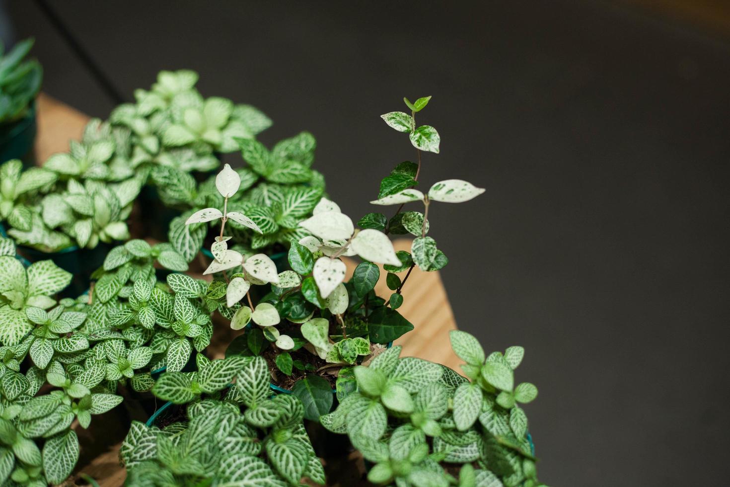 Green plants on black background photo