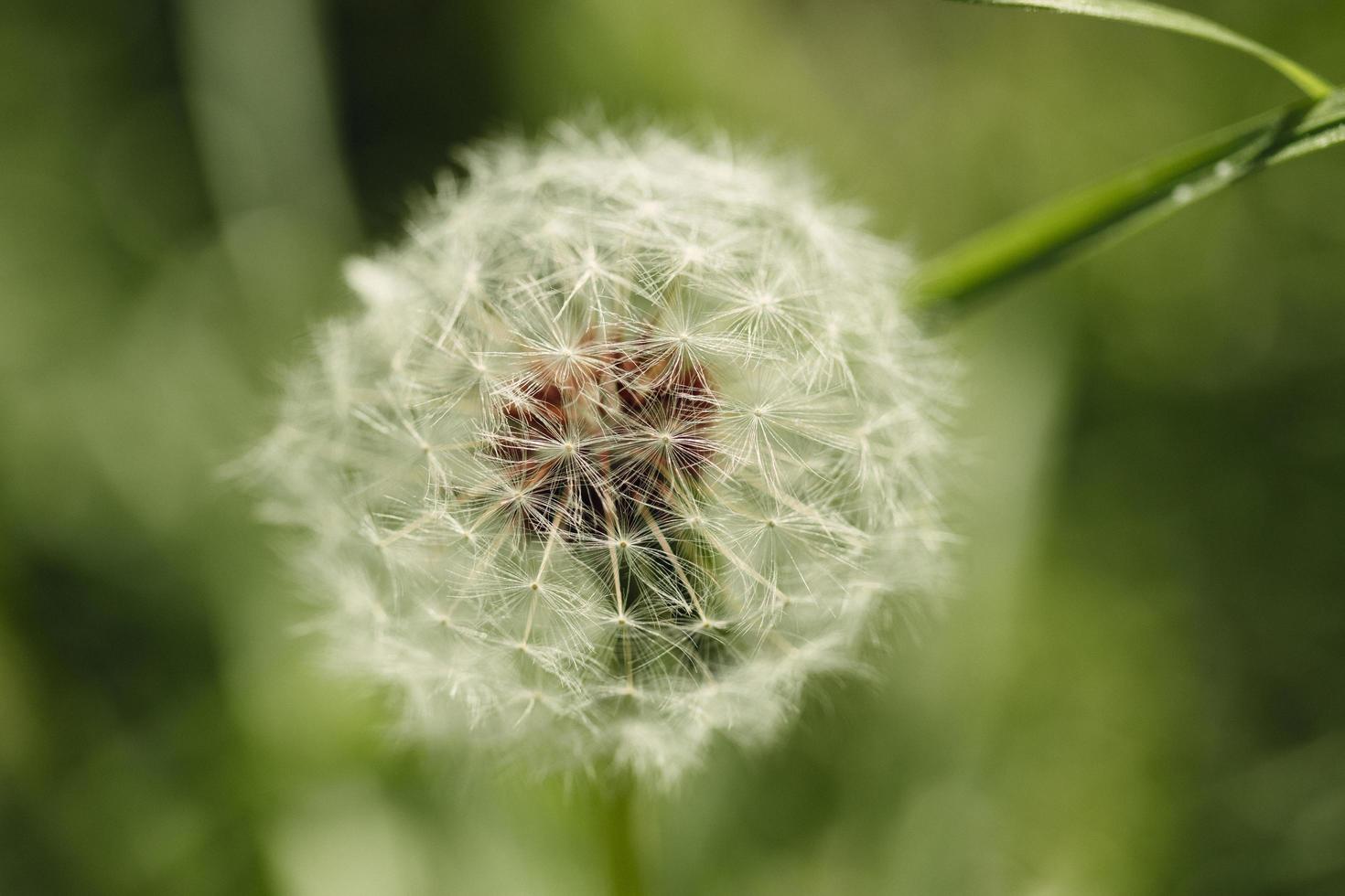 tiro macro de diente de león foto