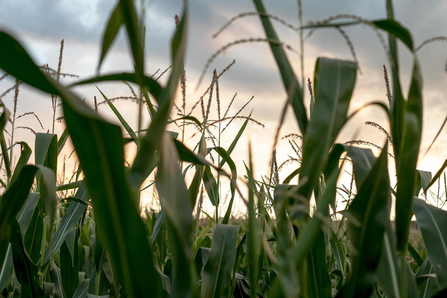 Close-up of a corn field photo