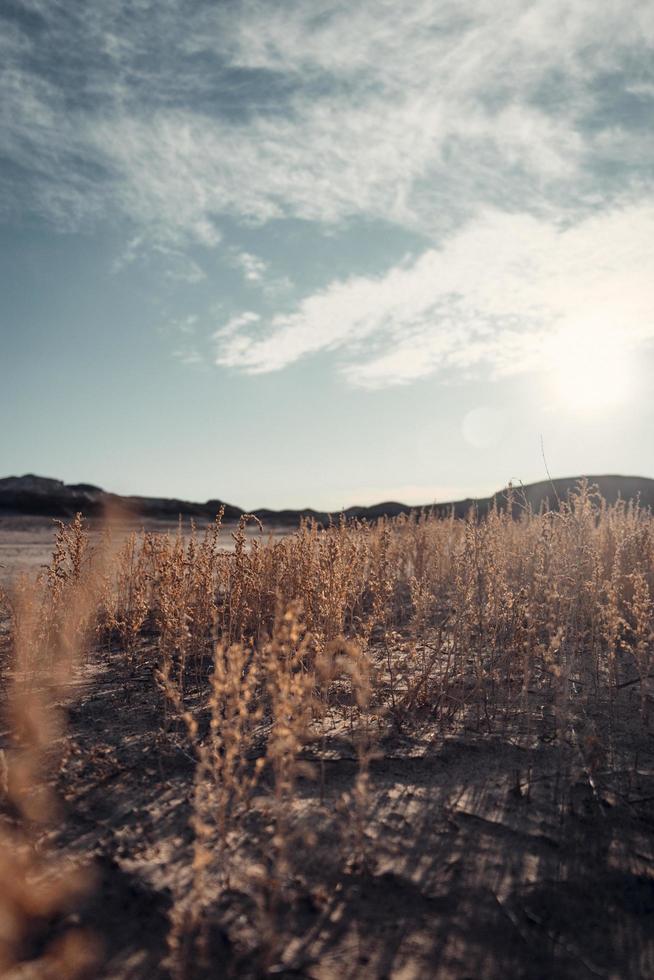 Grass in desert photo