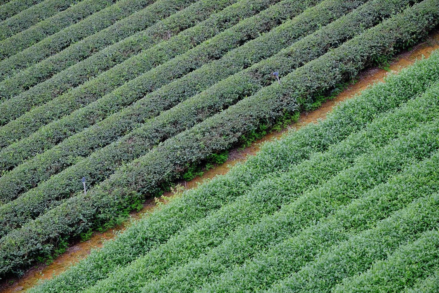 Rows of crops photo