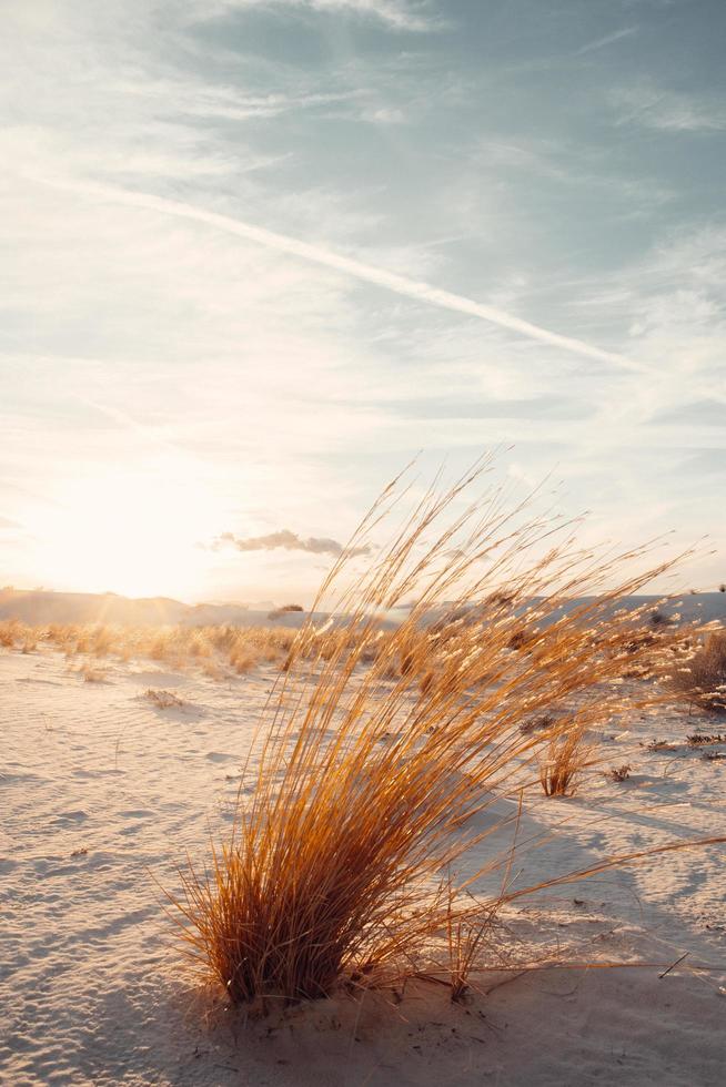 Grass in desert photo