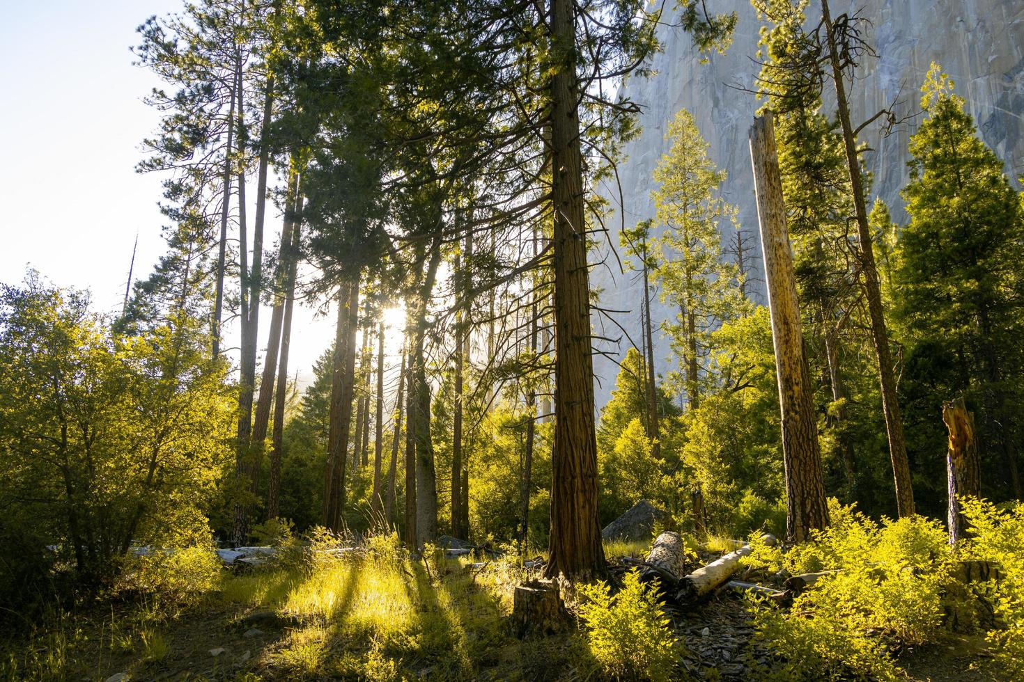 Sun shining through trees photo