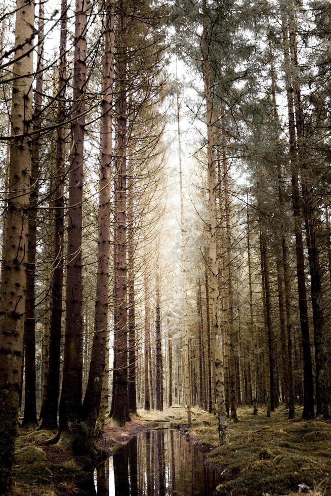 luz que entra a través de los árboles en Suecia foto