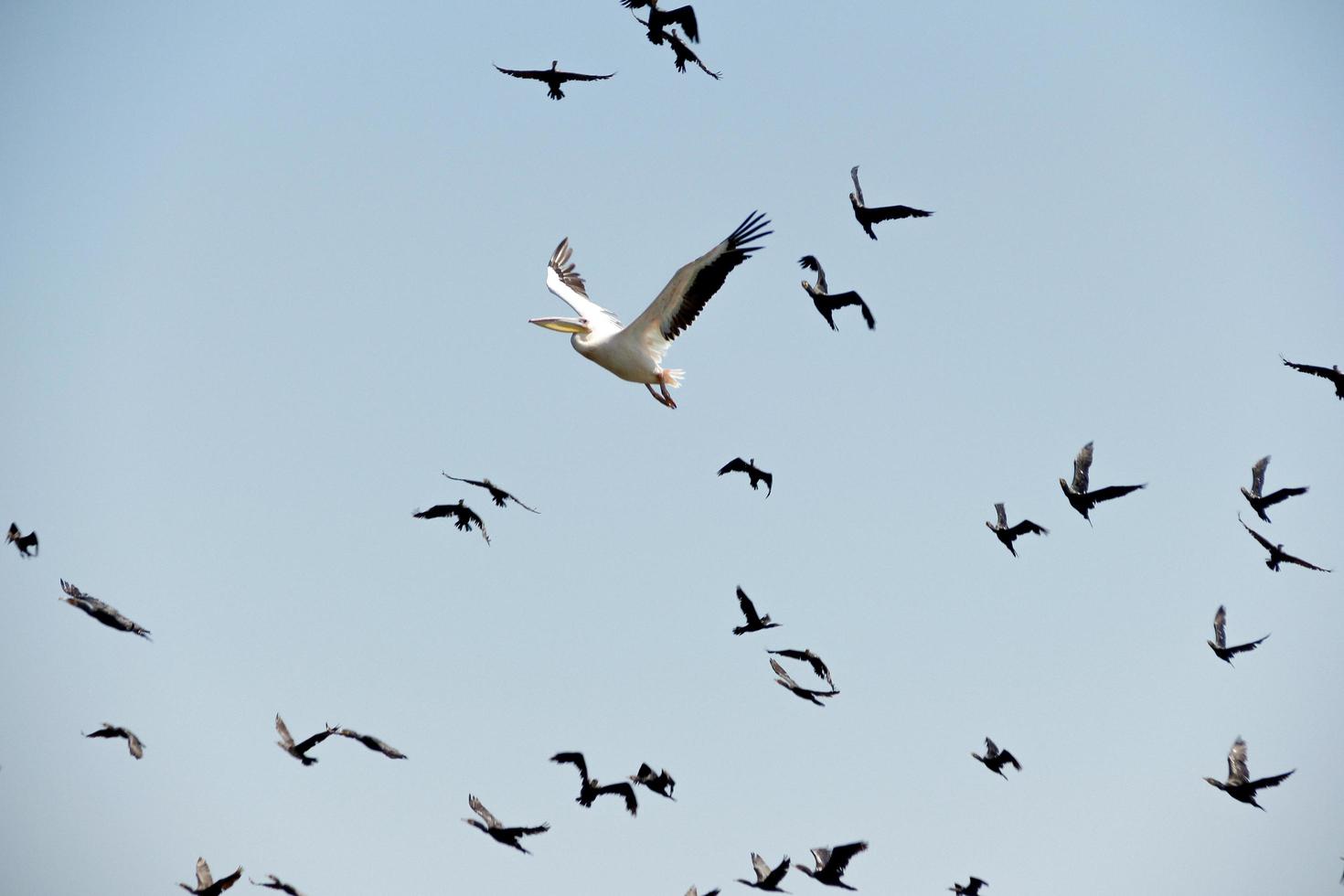 Pelican and seagulls in flight photo