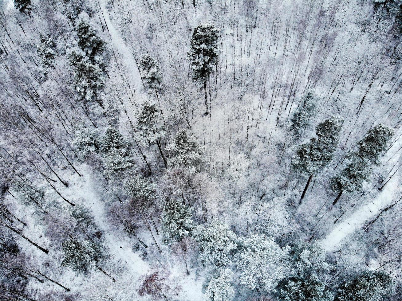 snow covered trees photo