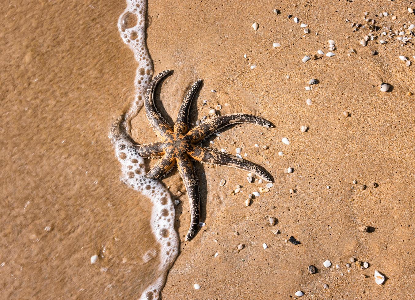 Black starfish on brown sand photo