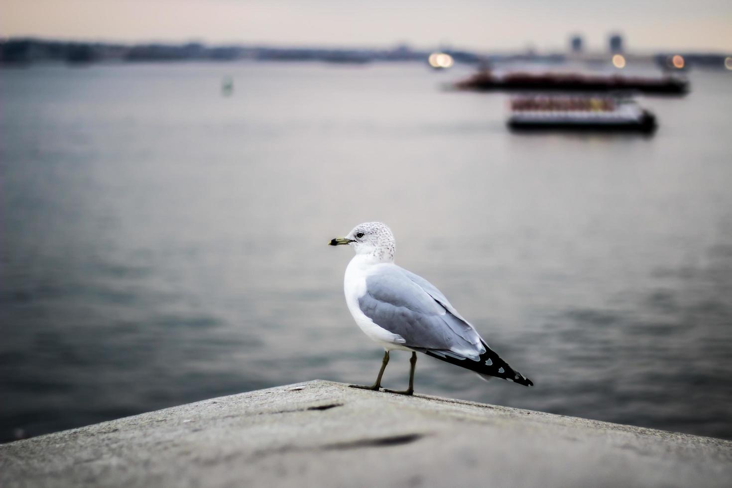 Seagull perched near water photo