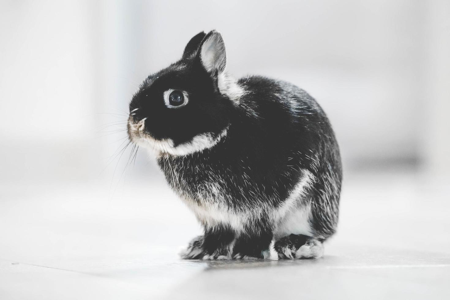 foto de conejo blanco y negro