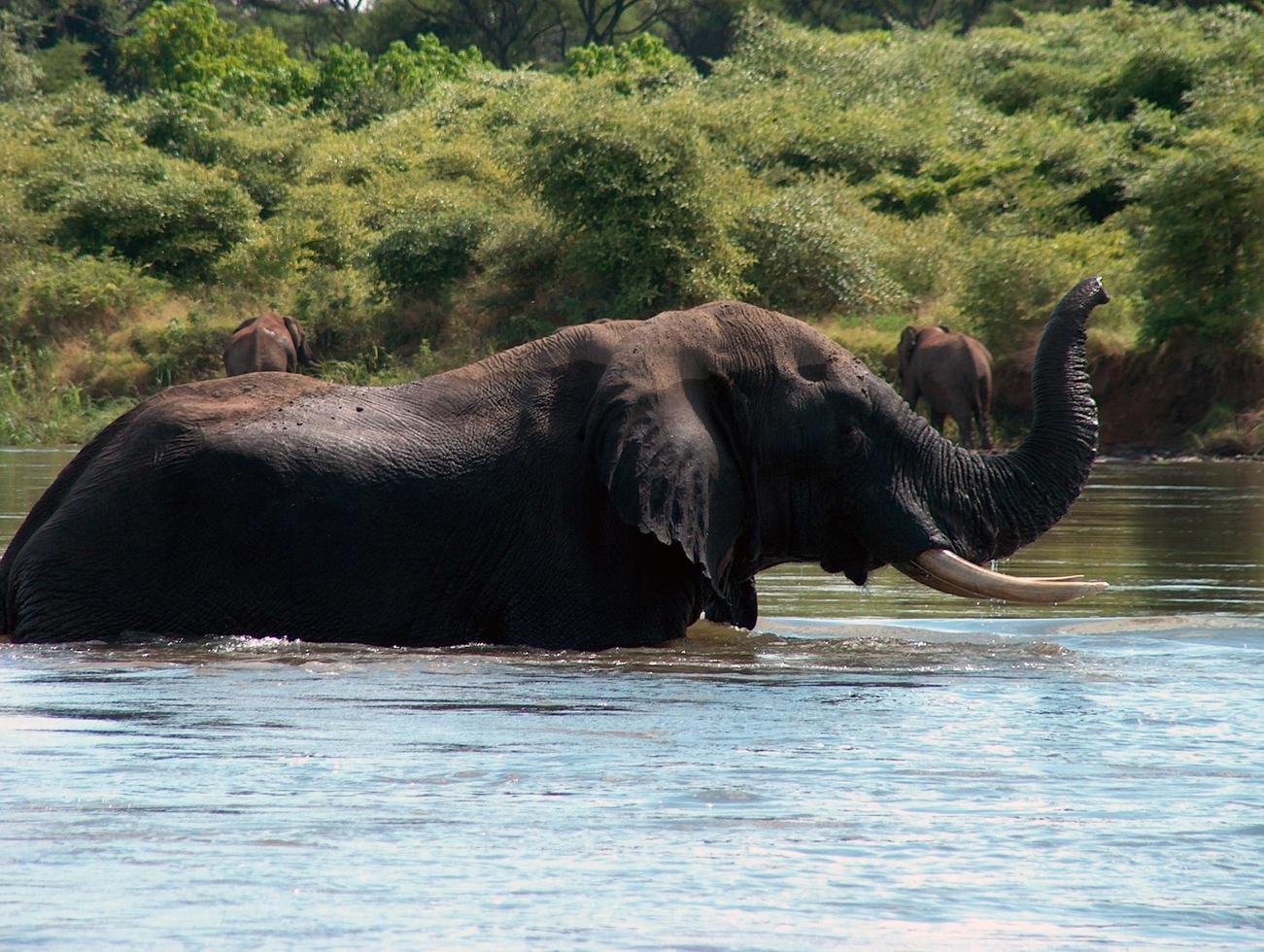 Wild elephants in Africa photo