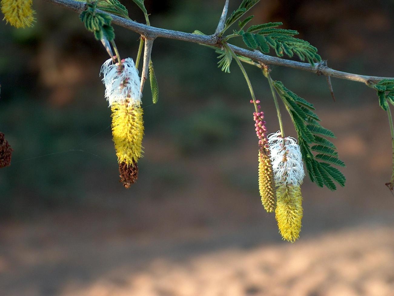 Blossoming spring tree photo