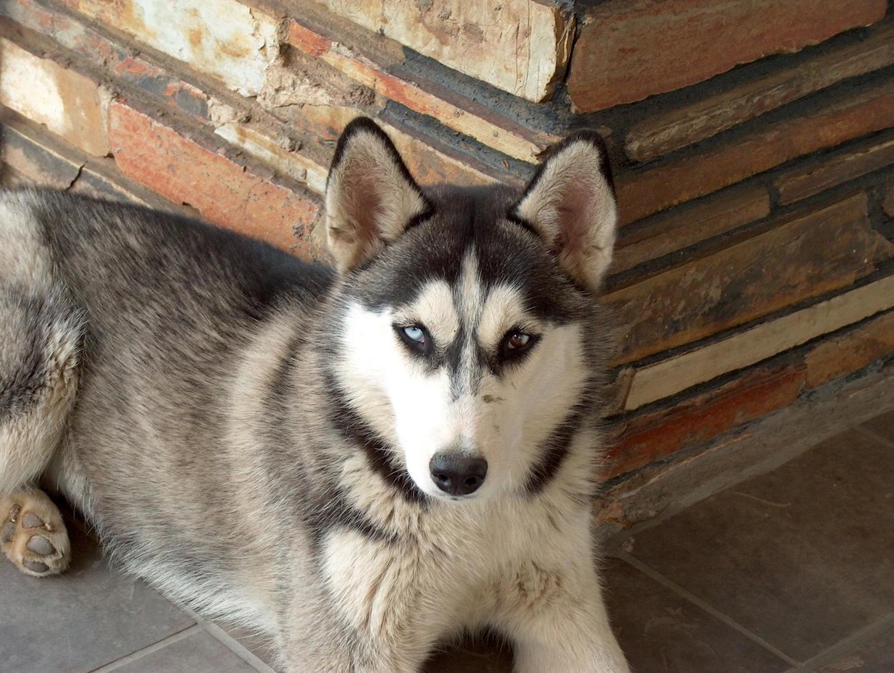 Domestic Husky dog photo