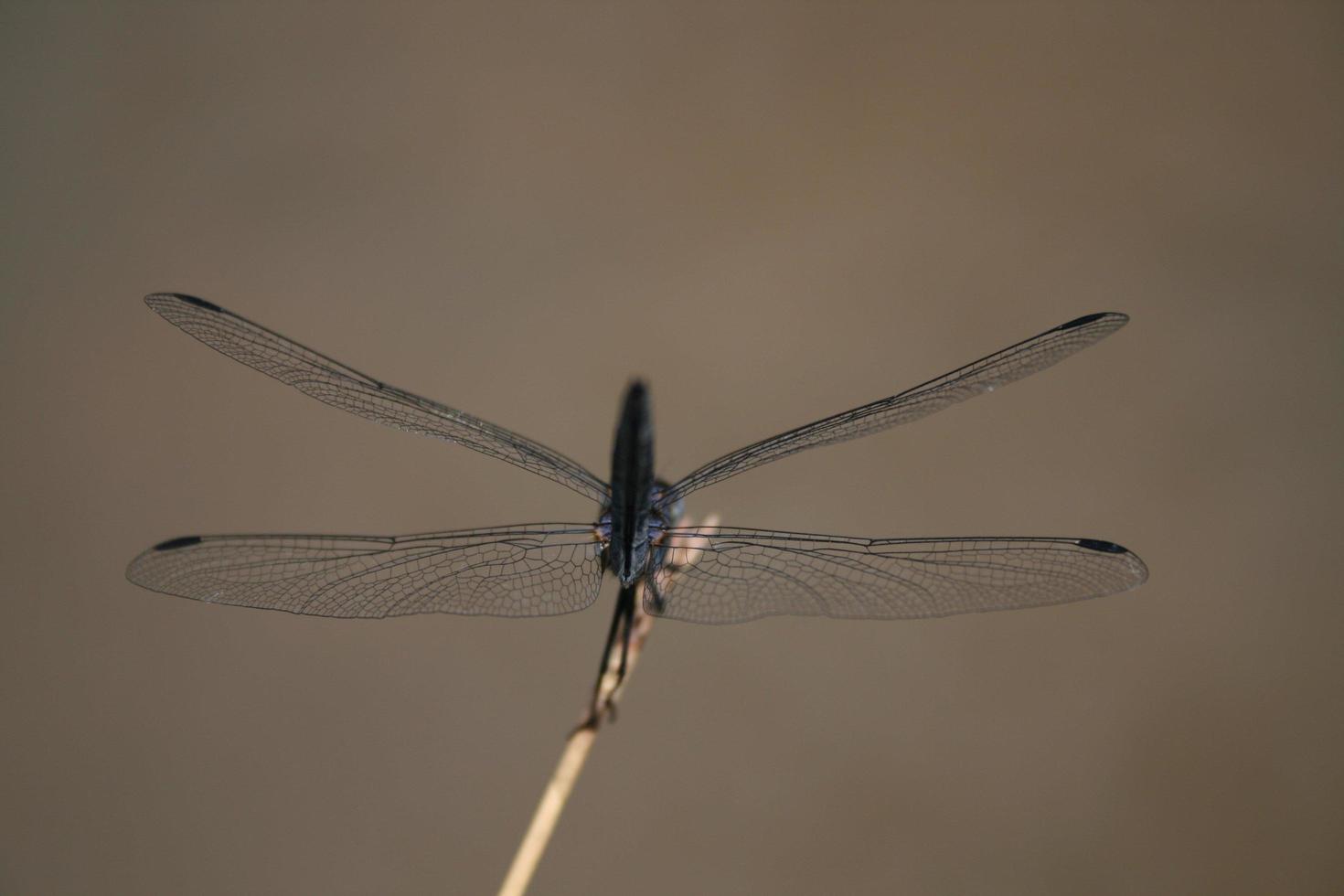 Dragonfly landing on a stick photo