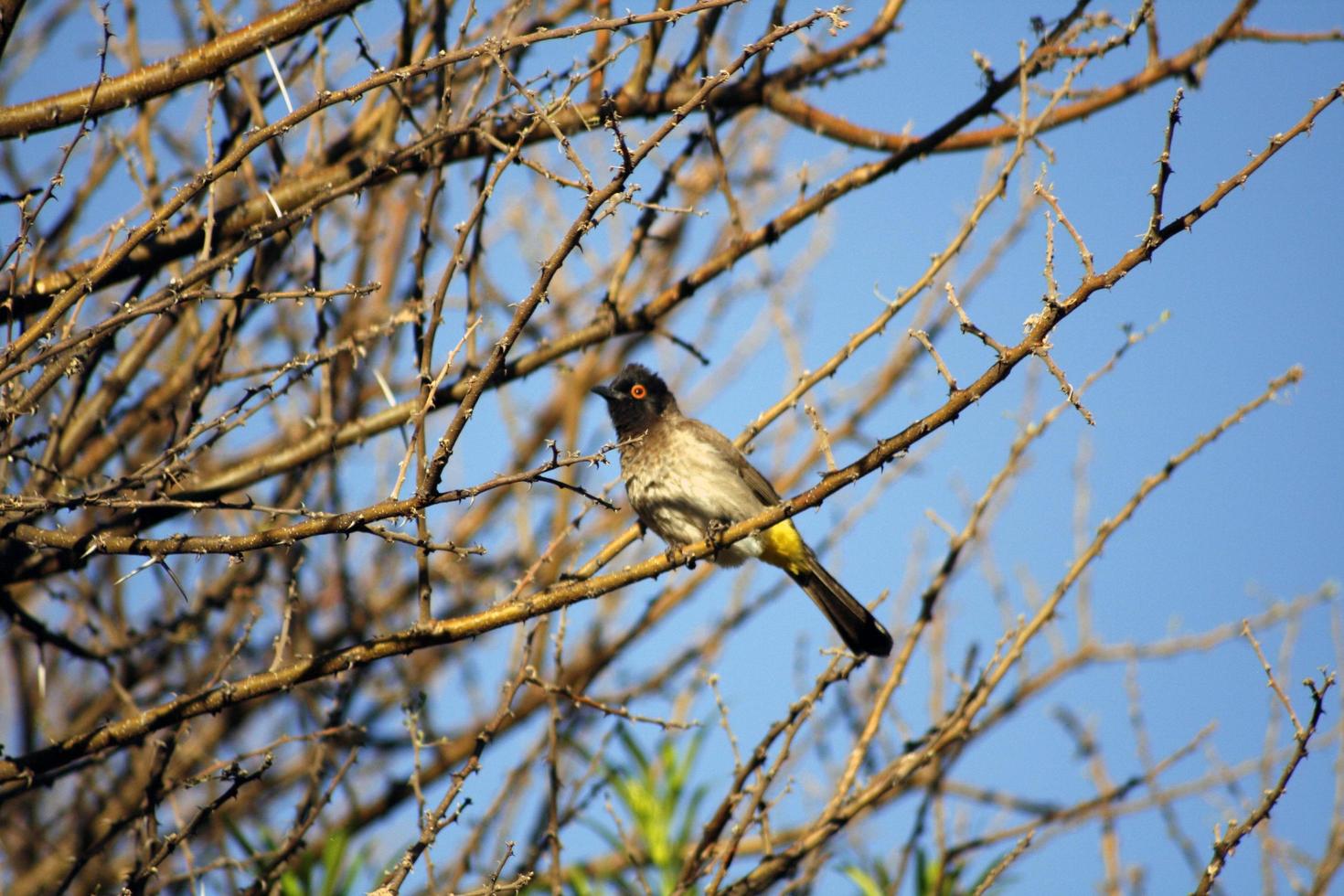 pájaro africano atrapamoscas foto