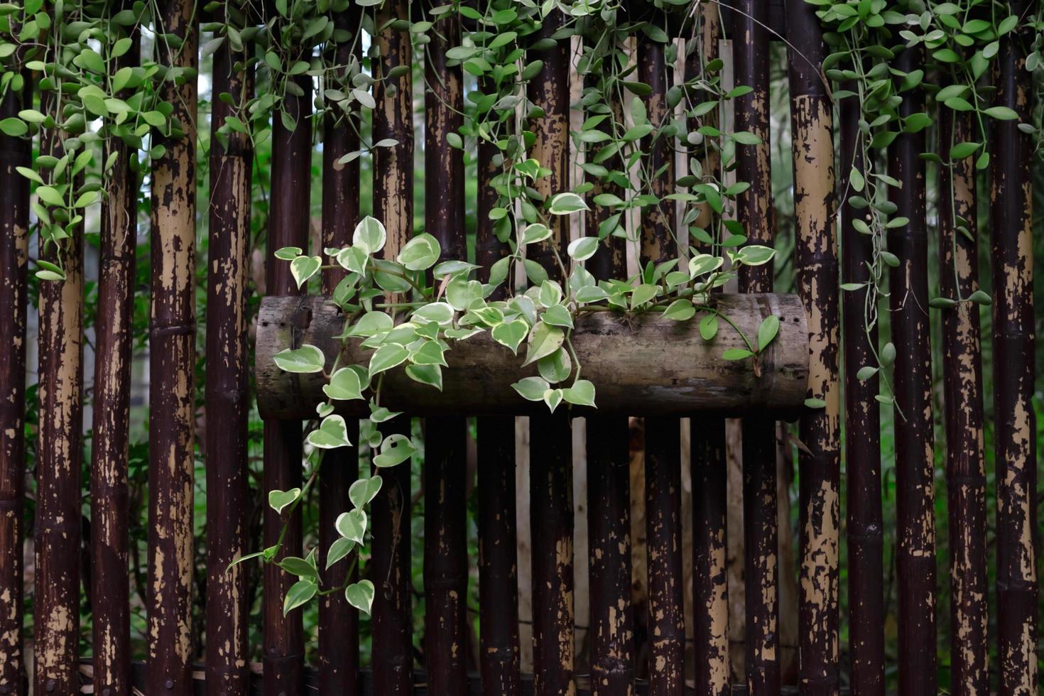 Ivy growing on a log photo