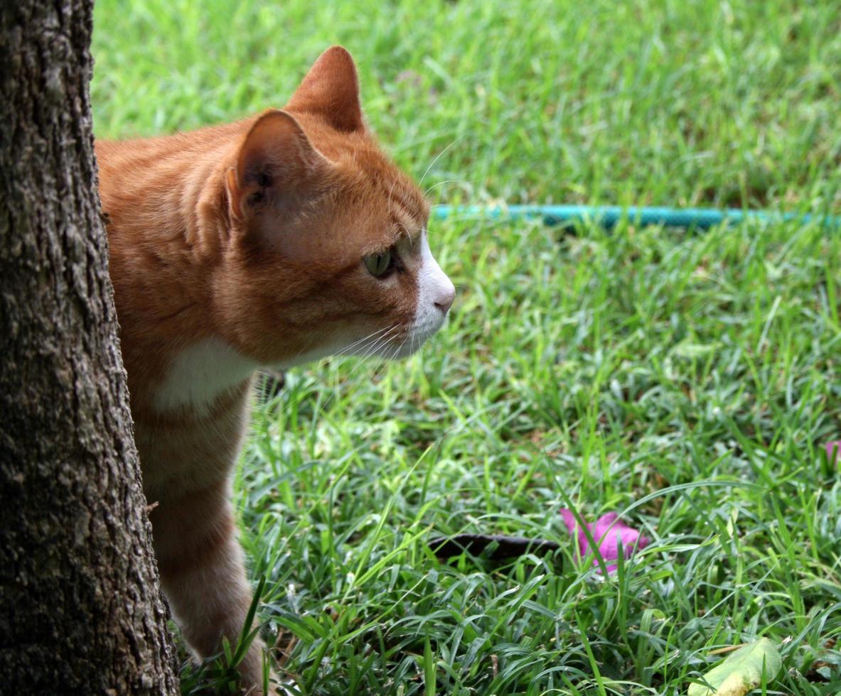 gato escondido detrás de un árbol foto