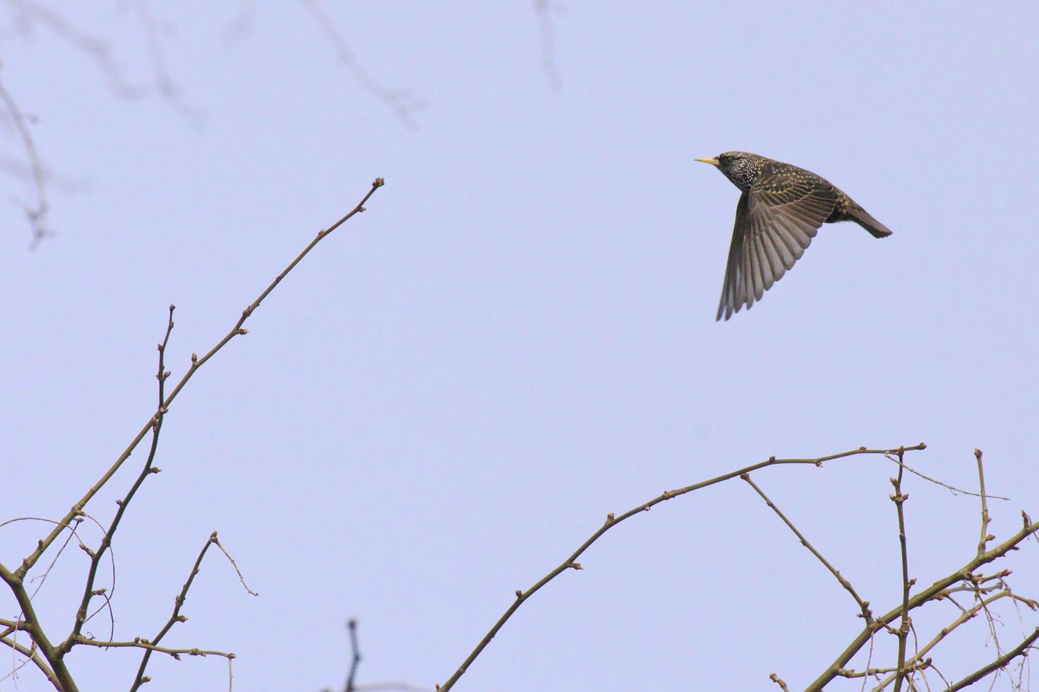 Common starling in flight photo