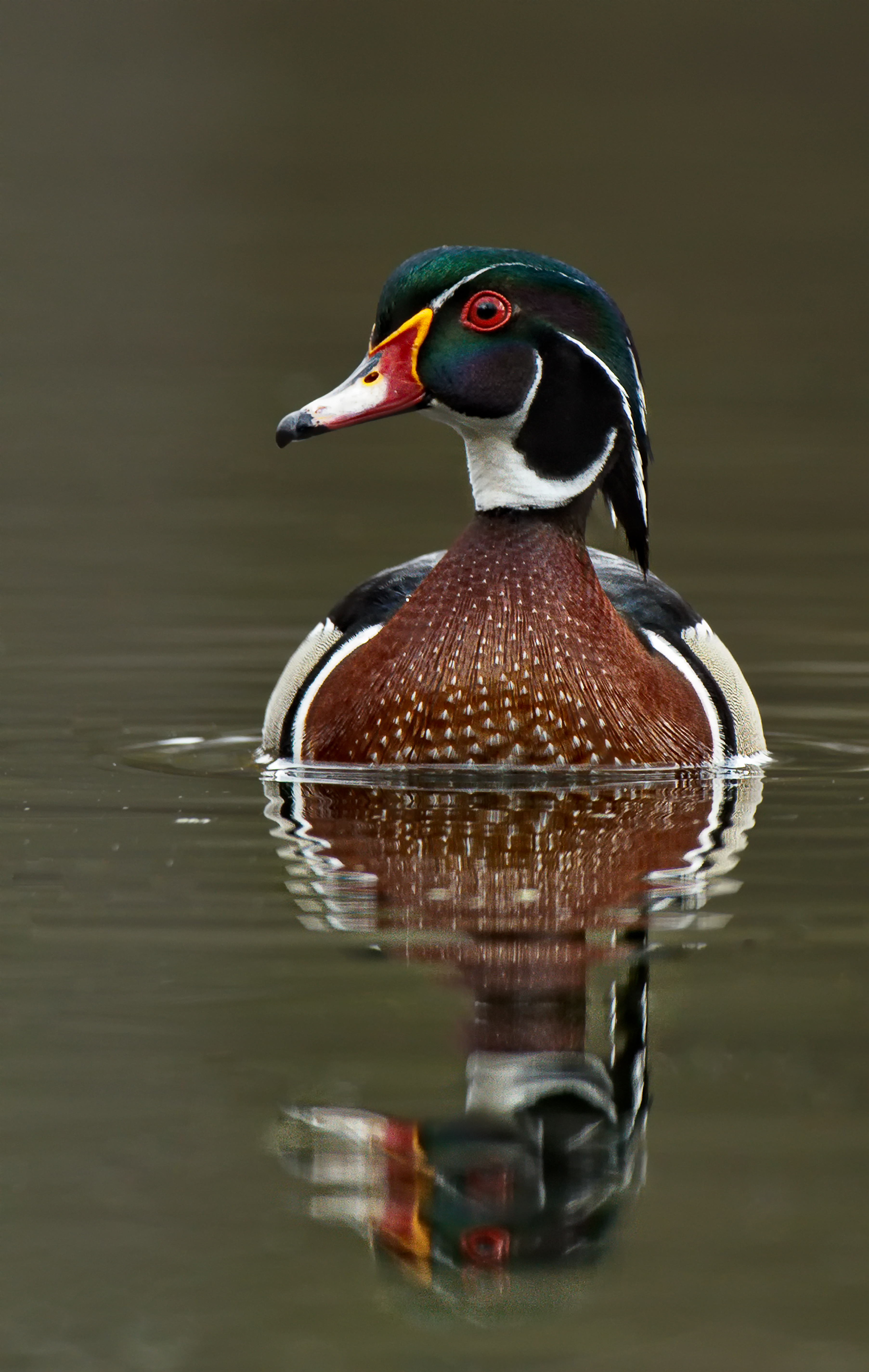 100 Free Wood Duck  Duck Images  Pixabay