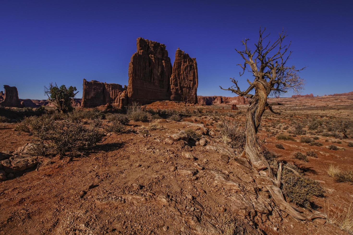 Tree near rocks in a desert photo