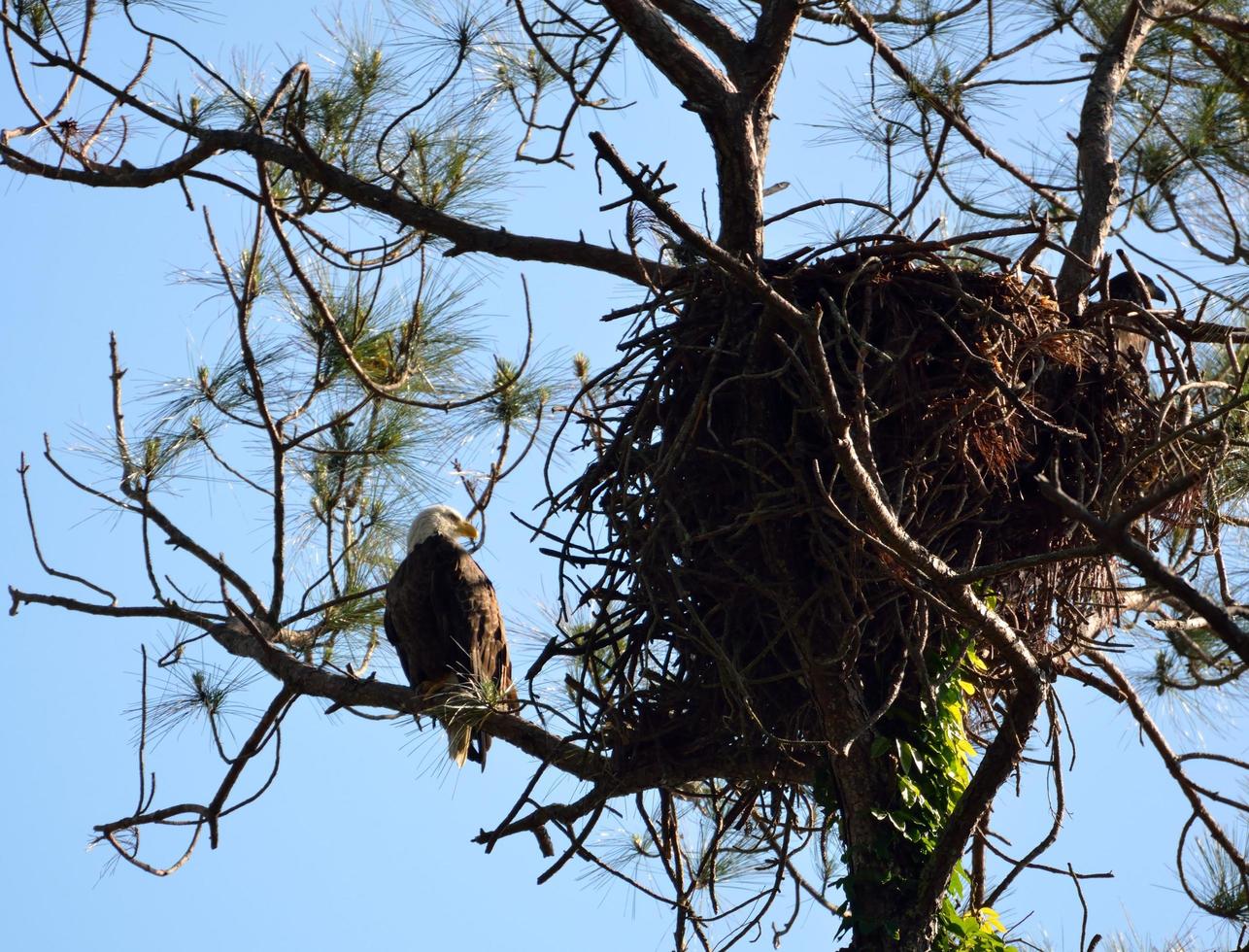 Bald eagle at its nest photo