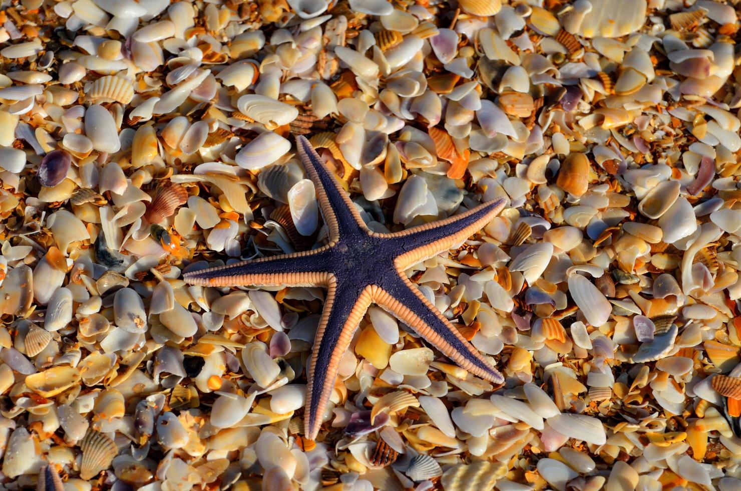 estrella de mar en guijarros foto