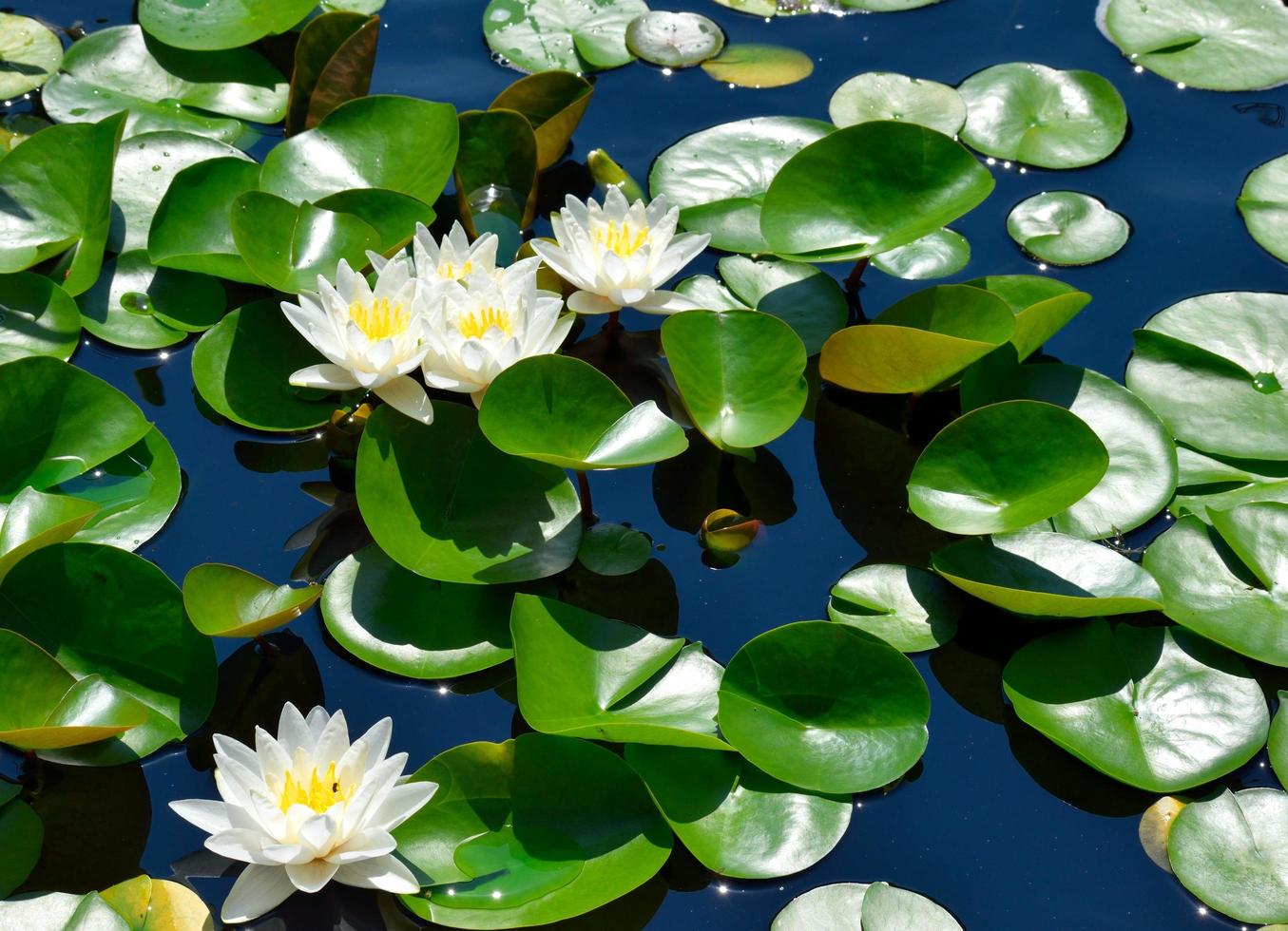 Water lilies on the pond photo