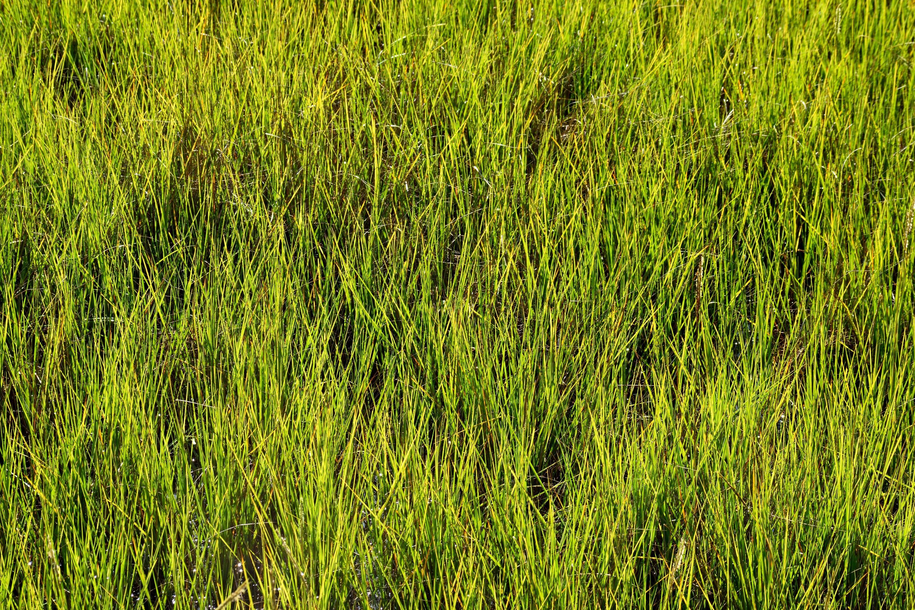 Swamp grass background 1313014 Stock Photo at Vecteezy